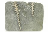 Two Archimedes Screw Bryozoan Fossils - Illinois #325661-1